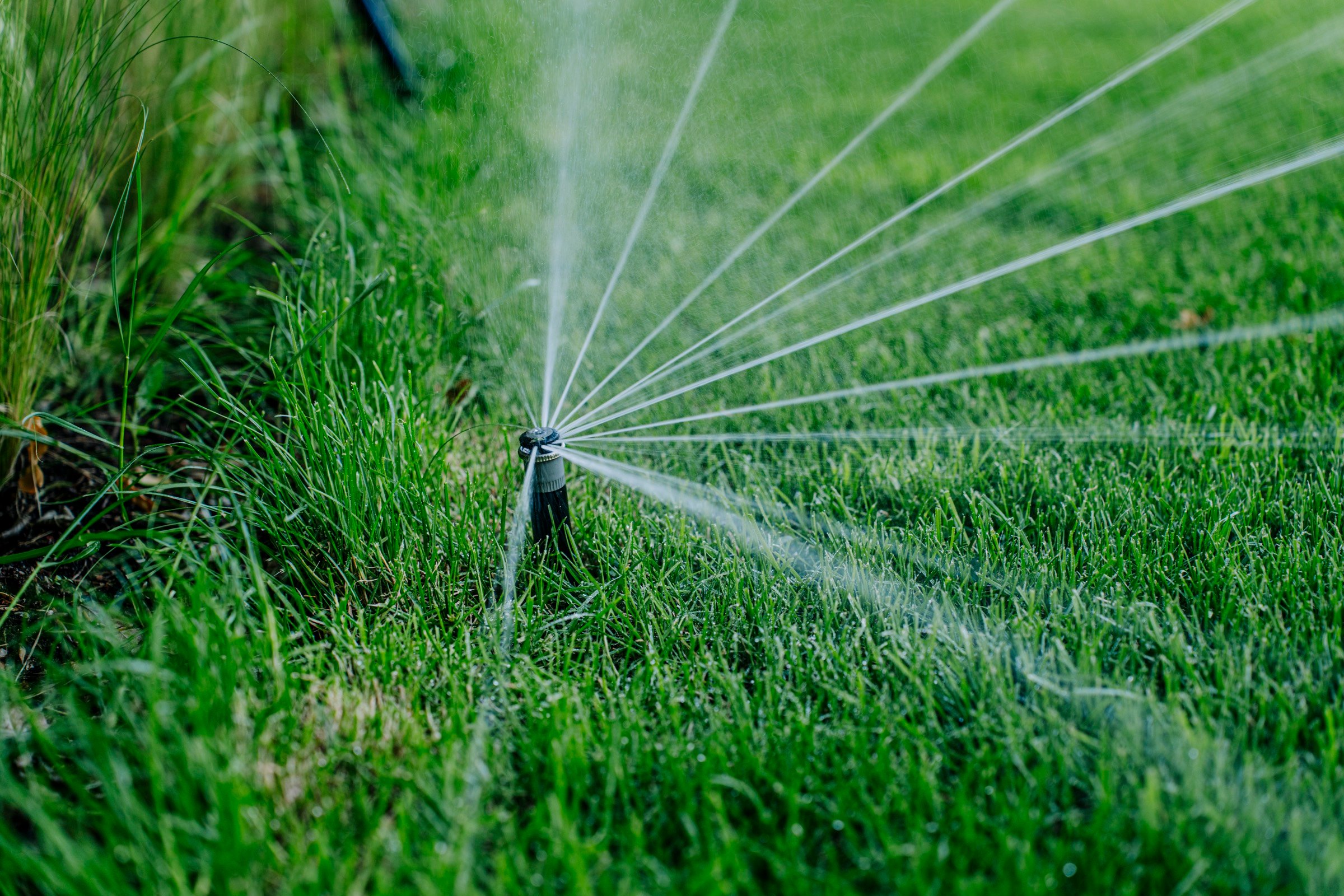 Sprinkler im Gegenlicht — automatische Bewässerung
